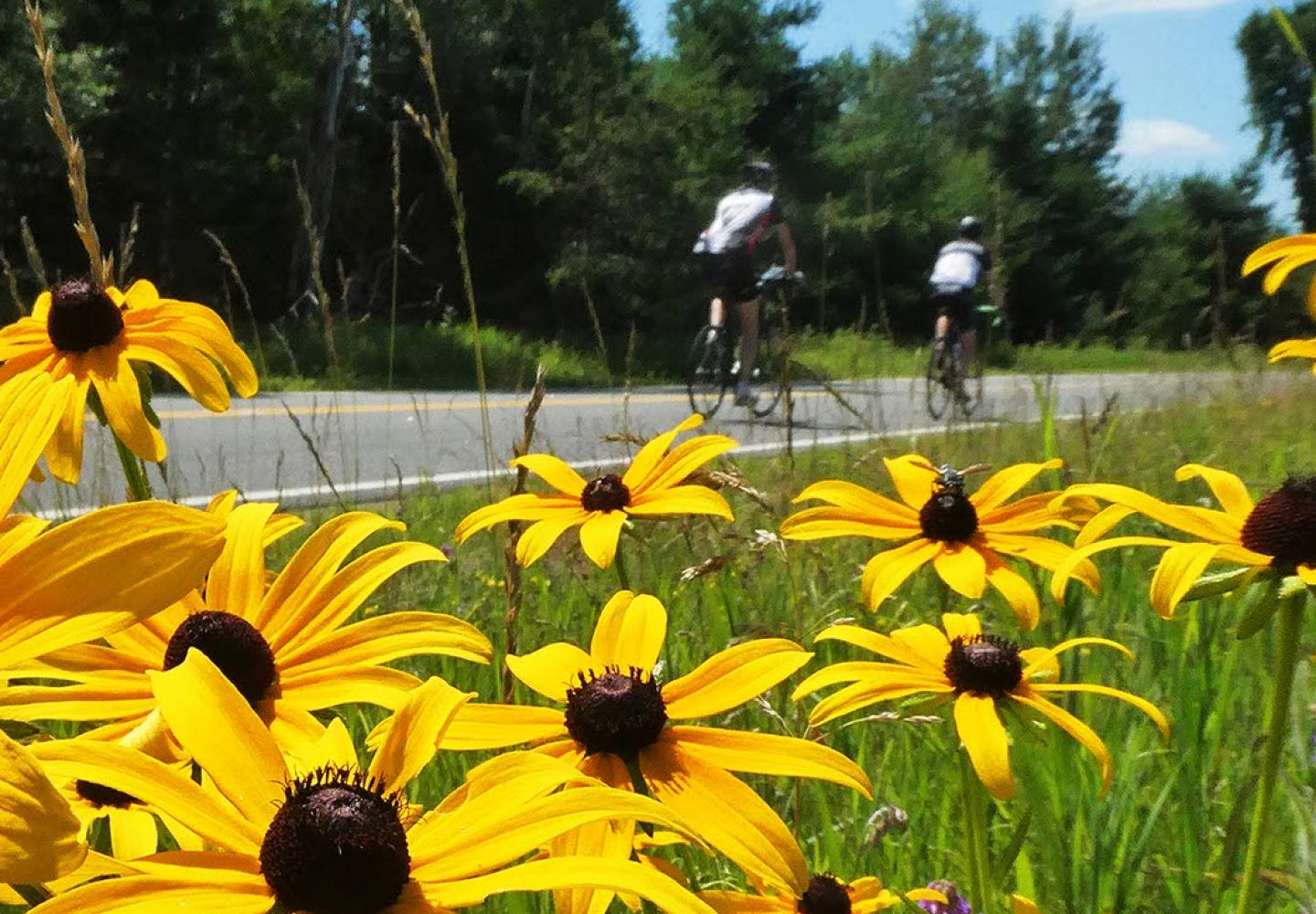 Wildflowers along the Ride for the River Route