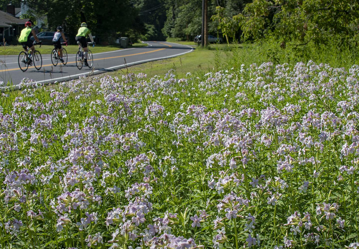 Wildflowers along Ride for the River