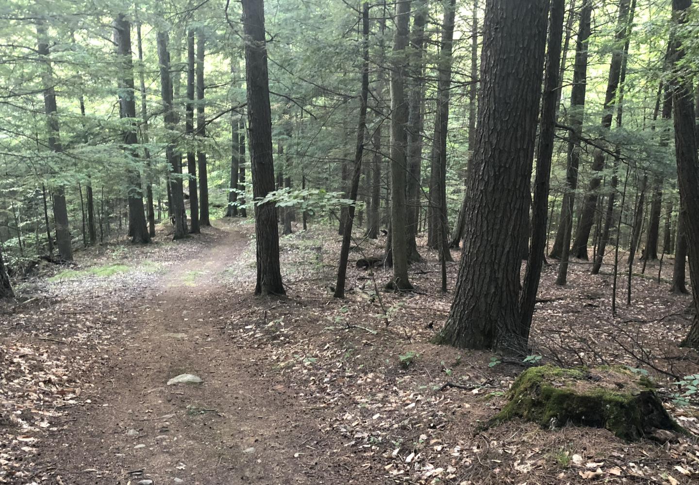 The Cobble Hill Trail passes through a stand of hemlocks.