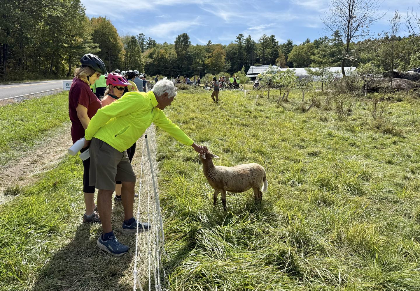 The sheep where the stars of the show during Bike the Barns 2025