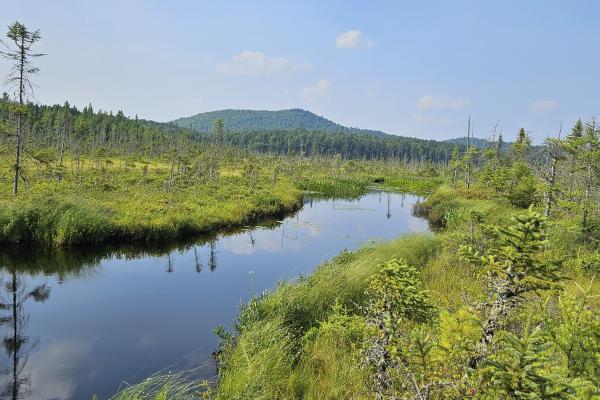 The amazing view of Barnum Brook at the Paul Smith's VIC.